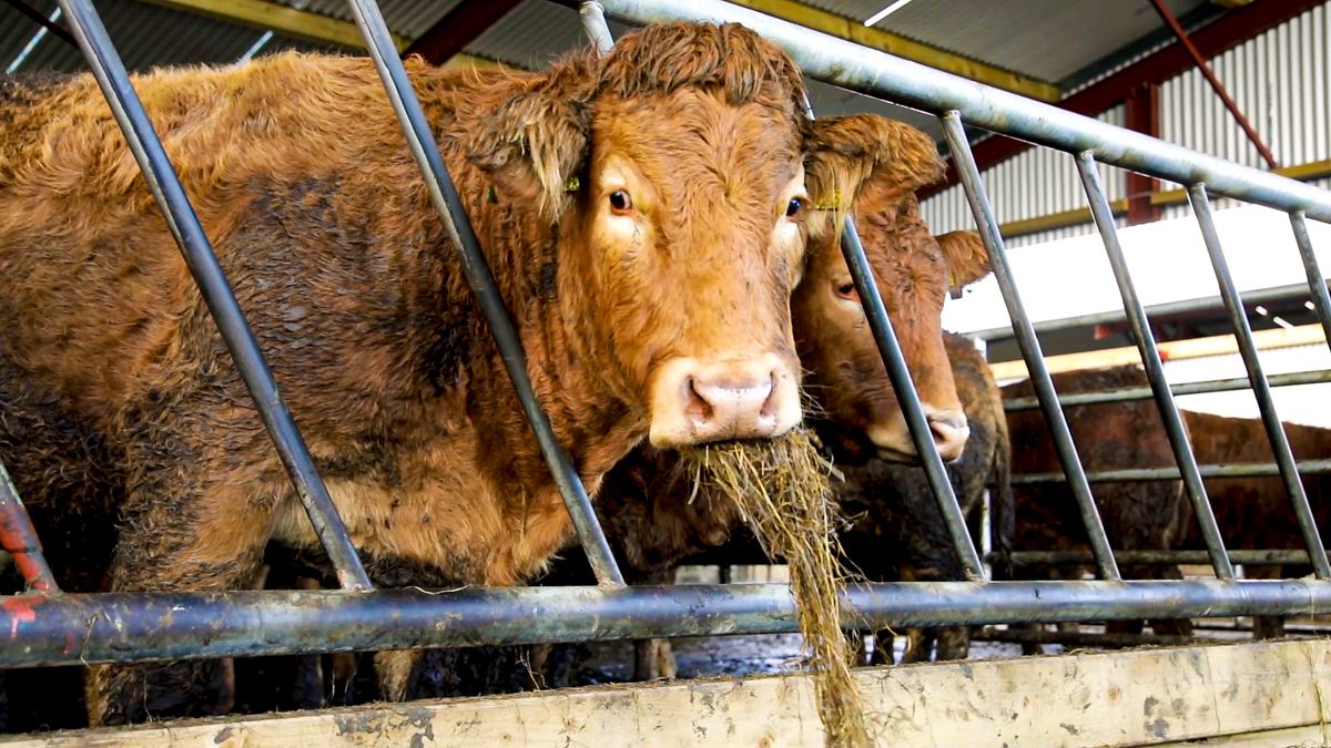 Reducing finishing age for beef cattle crucial to lowering GHG emissions - scientist