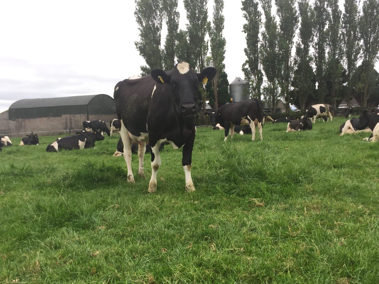 Dedicated to Friesian breeding in Co. Tipperary