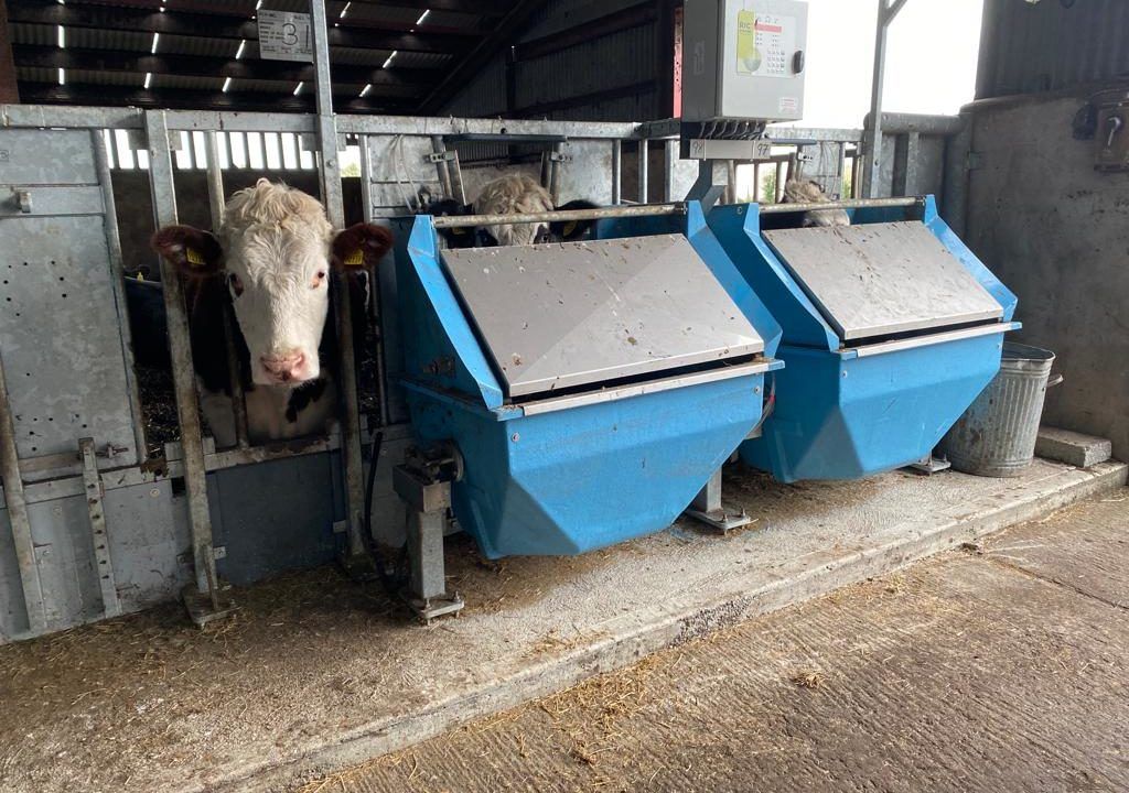 ABP Demo Farm: Heifers sent to Tully for performance trials
