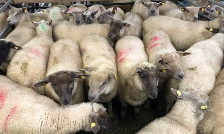 Farmers shocked at closure of 'one of the best' sheep marts in Ireland