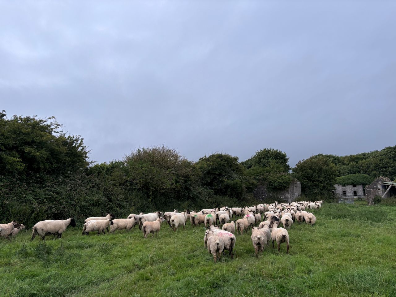 Sheep trade: Lamb prices steady as ewe offerings fall