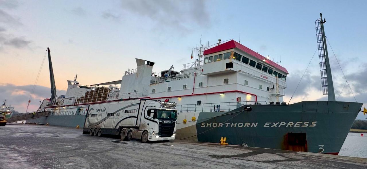 Largest shipment of pedigree dairy in-calf heifers sets sail to Algeria