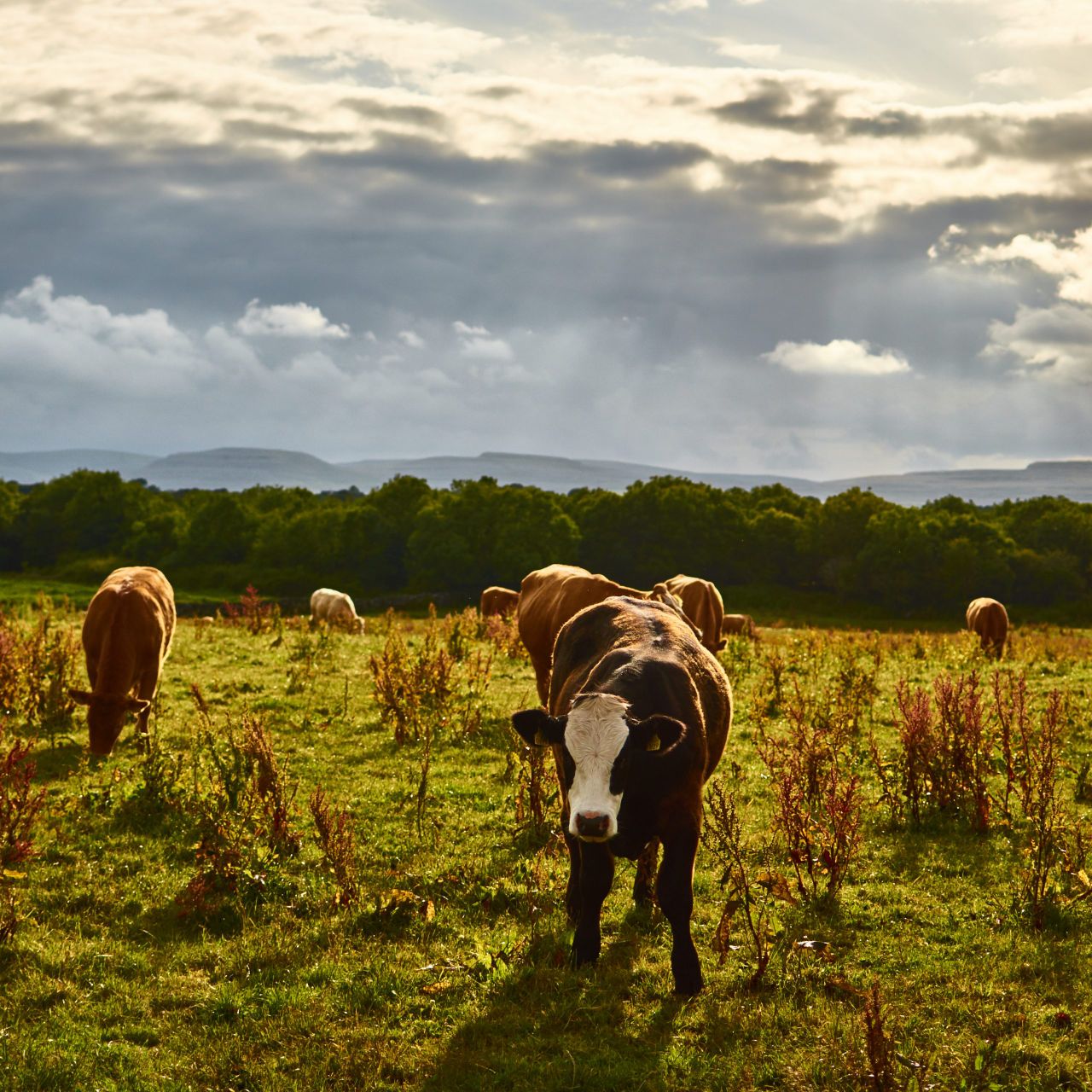 EPA report: 'Reductions' in national herd drove down GHG emissions