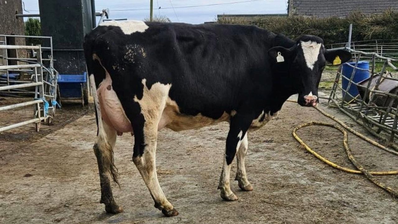 €5,000 given at Cork Holstein Friesian Club sale
