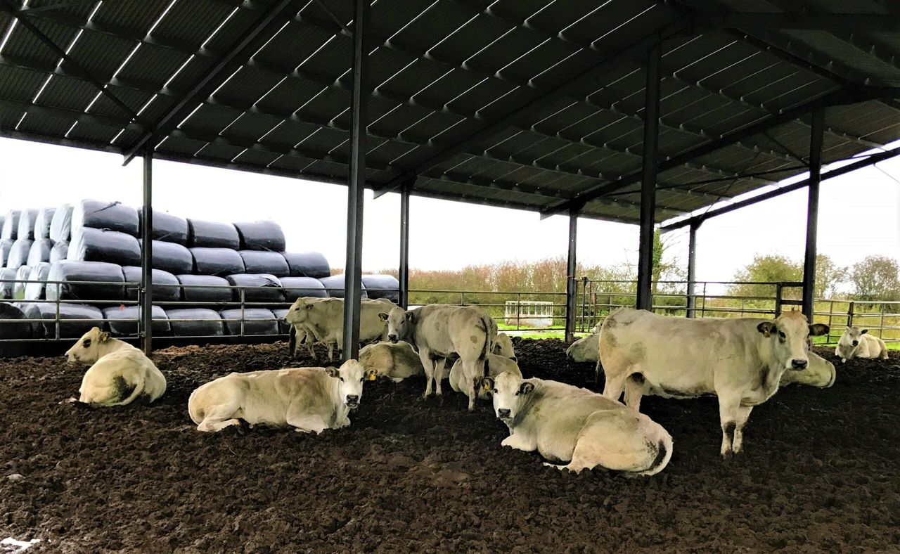 Beef focus: A Tipperary man and his Piedmontese adventure