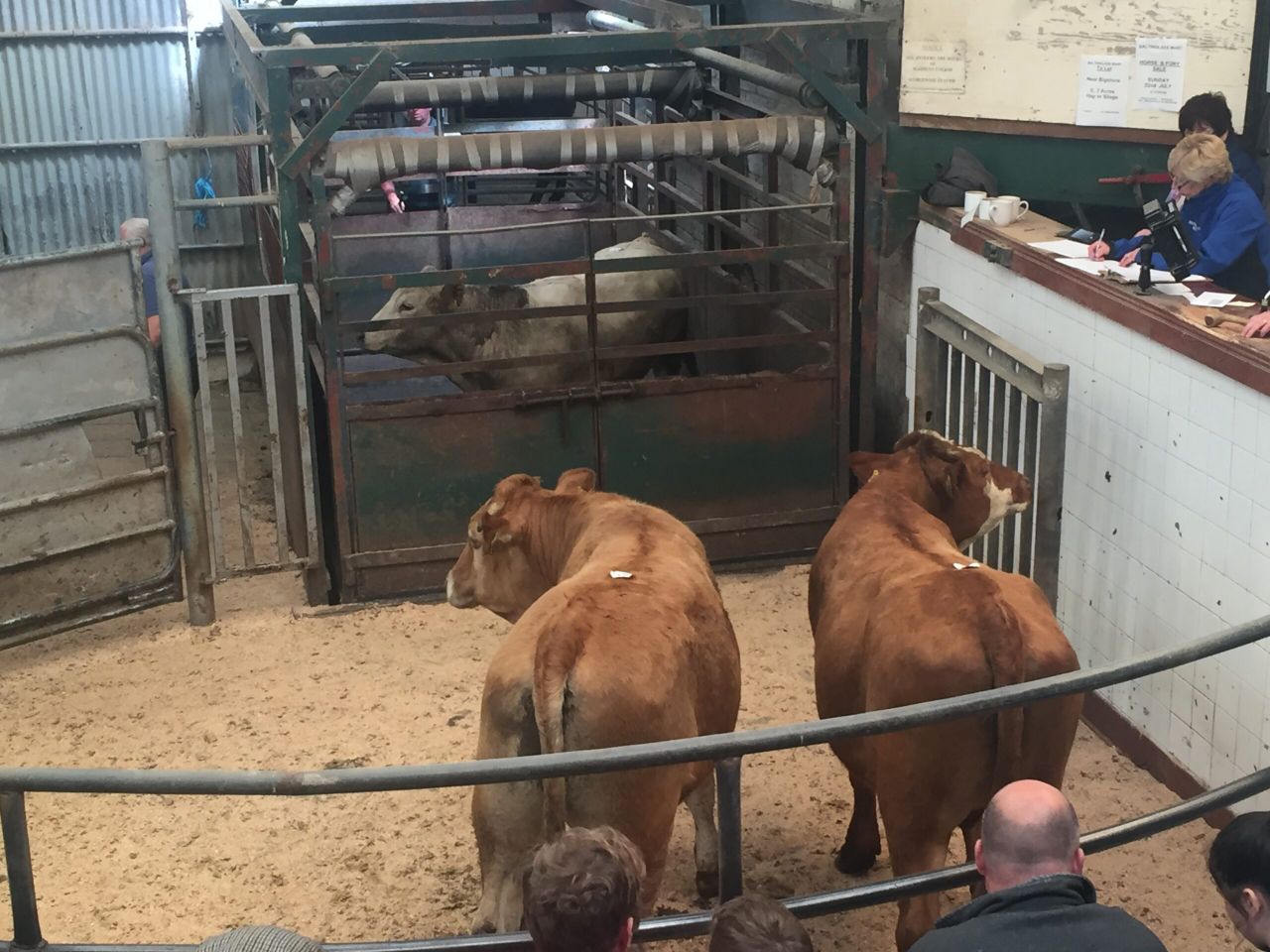 Pics and prices: Numbers back but buyers aplenty at Baltinglass Mart