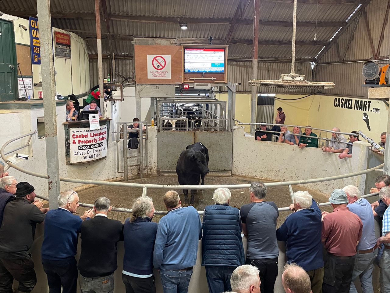 Mart report: General cattle sale at Cashel Mart