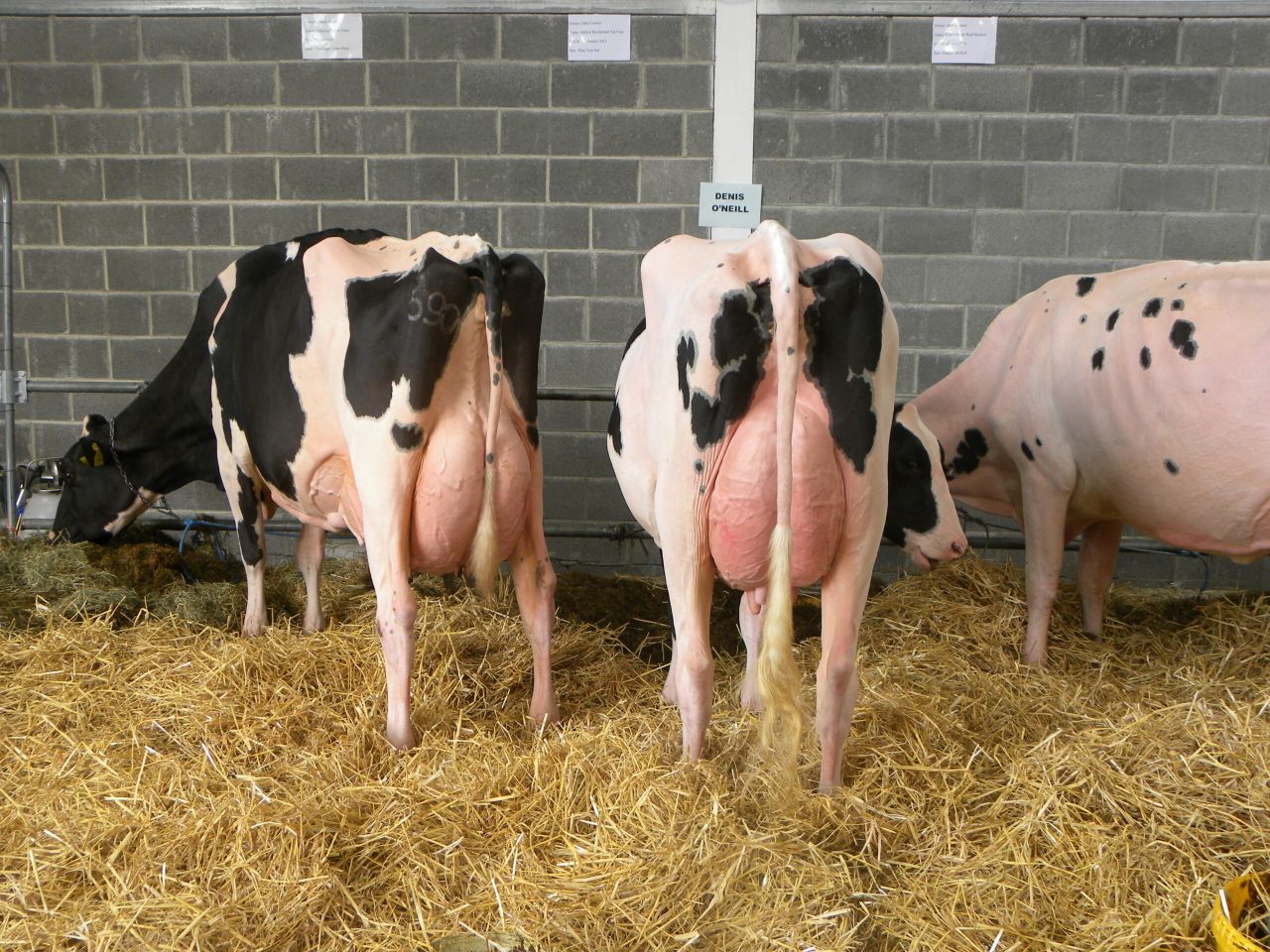 Hair extensions for cows to feature on Ear to the Ground