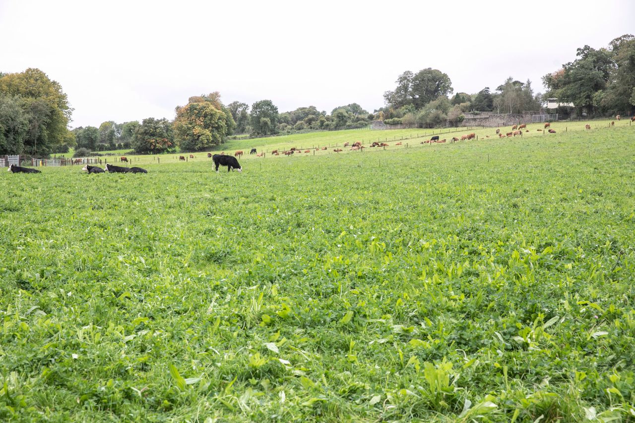 DAFM: Basic Payment Scheme open for applications