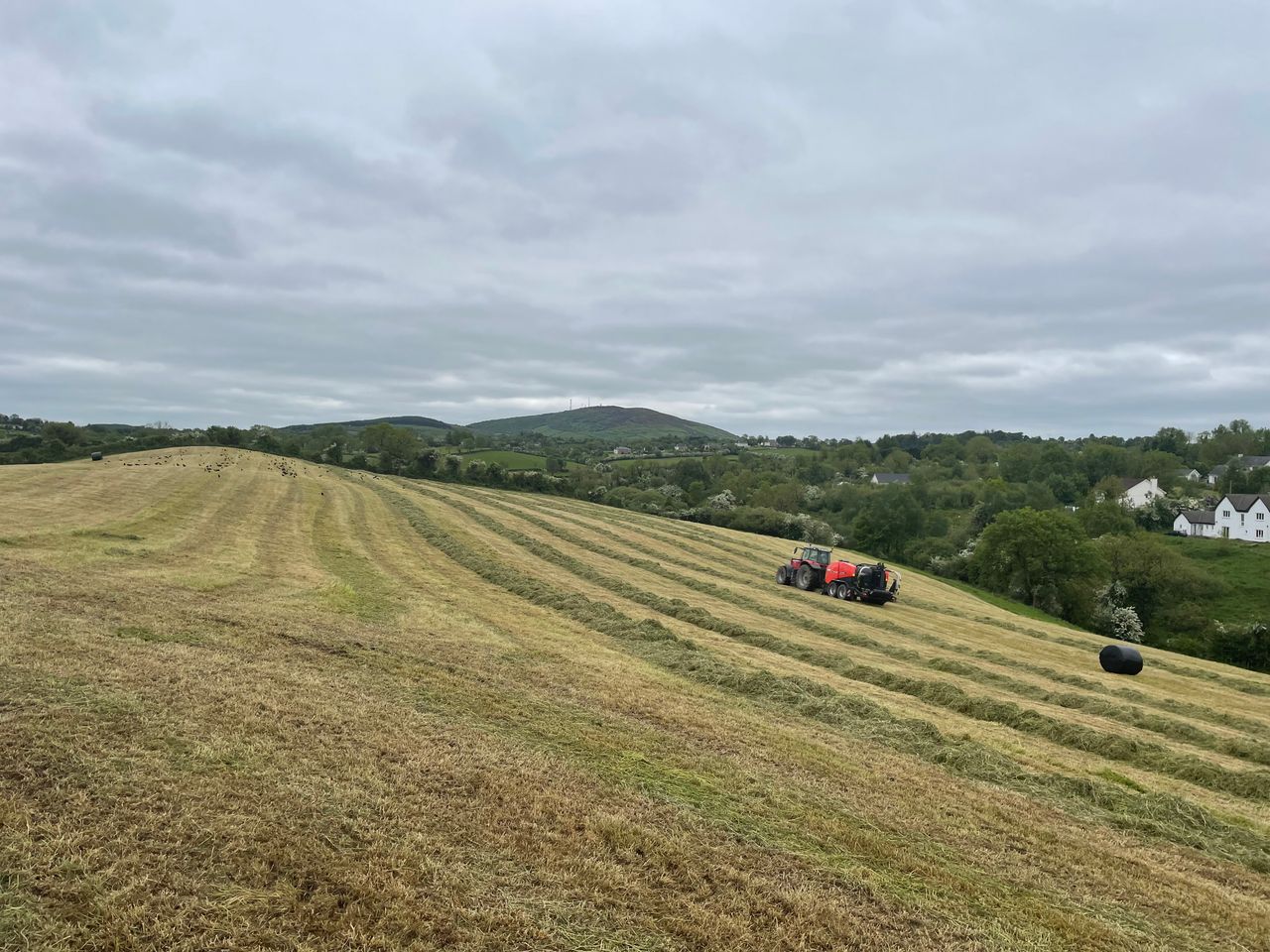 Dry weather disrupts second cut silage preparations