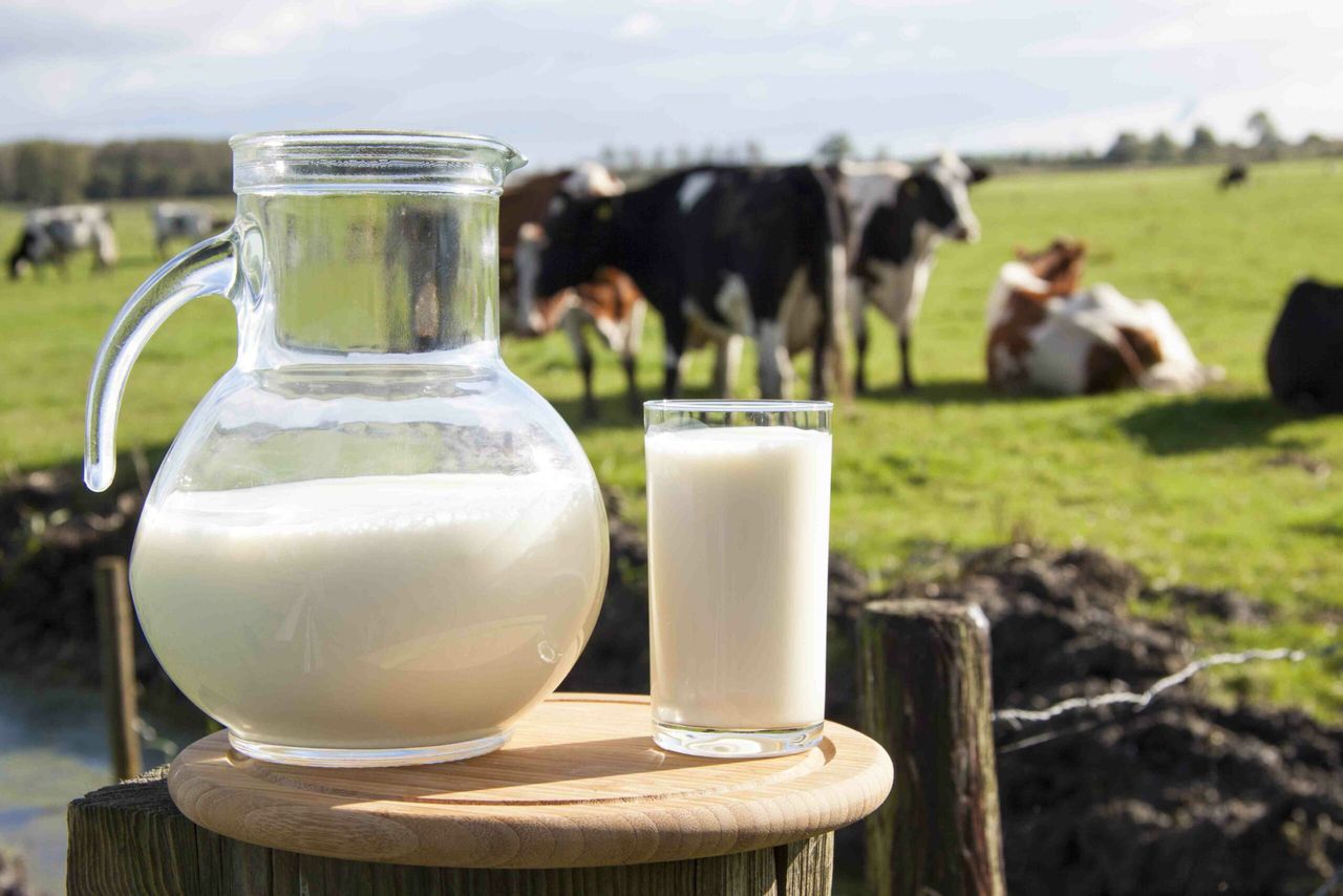 UK organic dairy sales slowing
