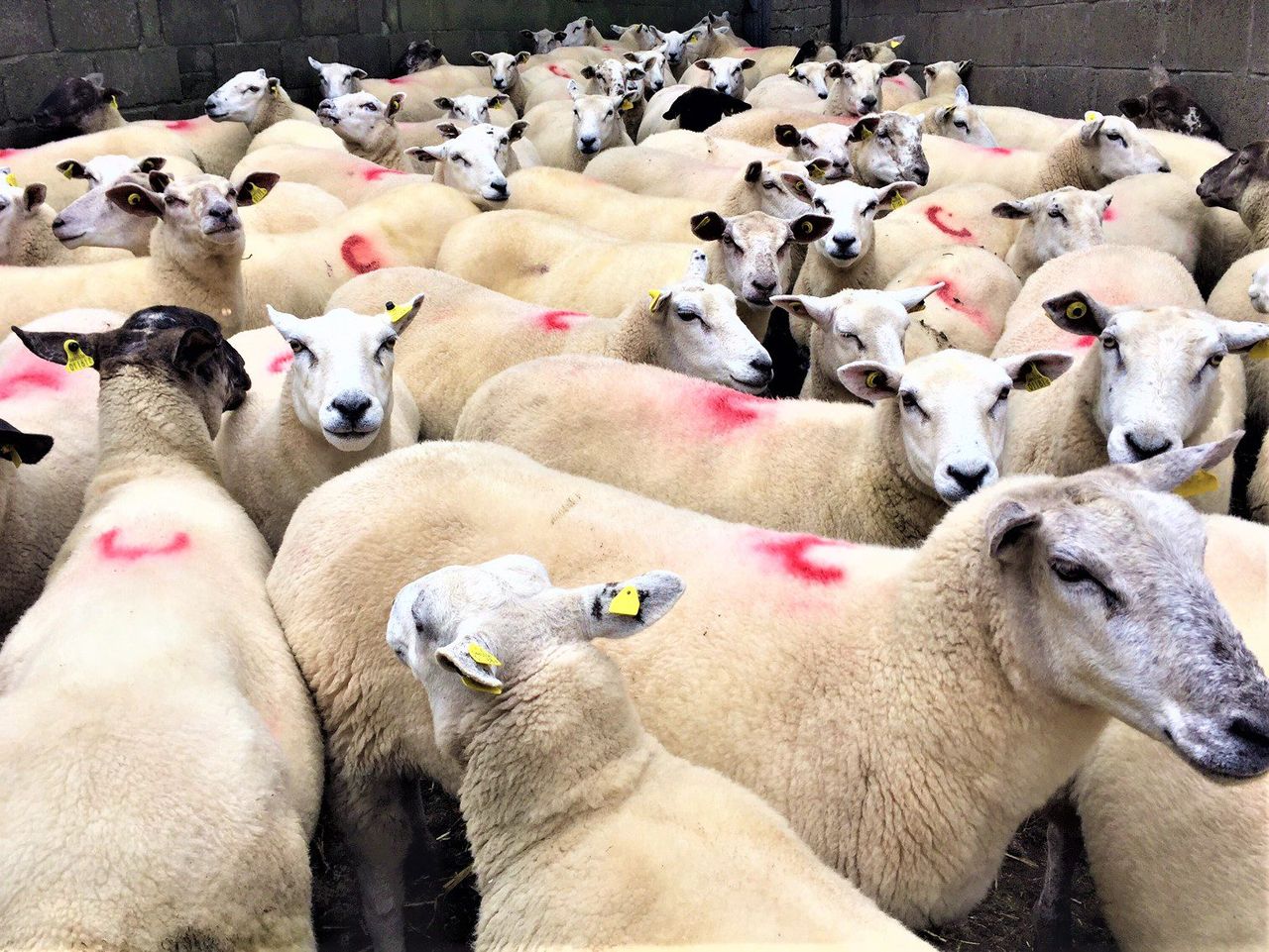 Be on the watch out for twin lamb disease