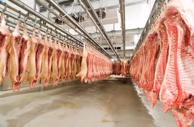 Dafm What is DAFM's new meat and bonemeal scheme? - Agriland.ie
