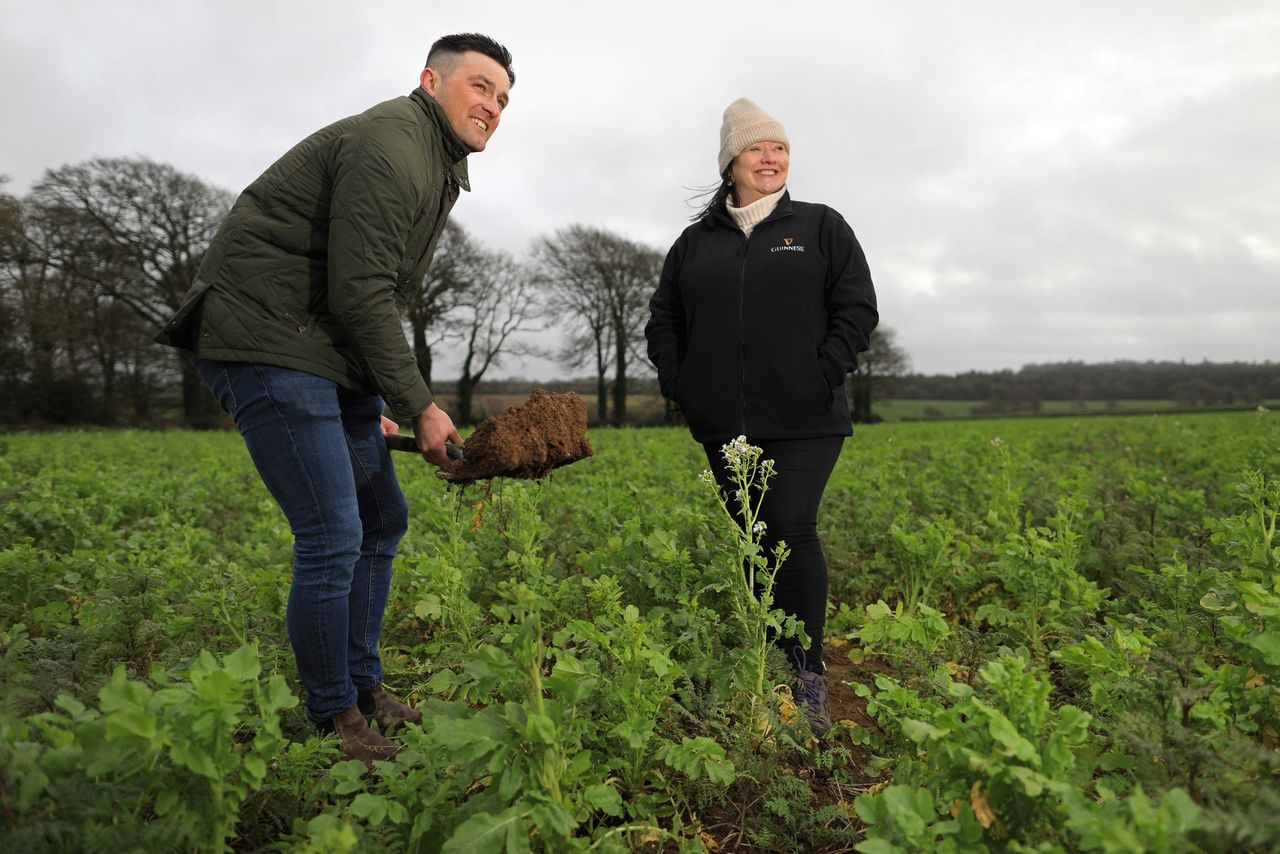 Guinness to cut carbon footprint of a pint with pilot farm project