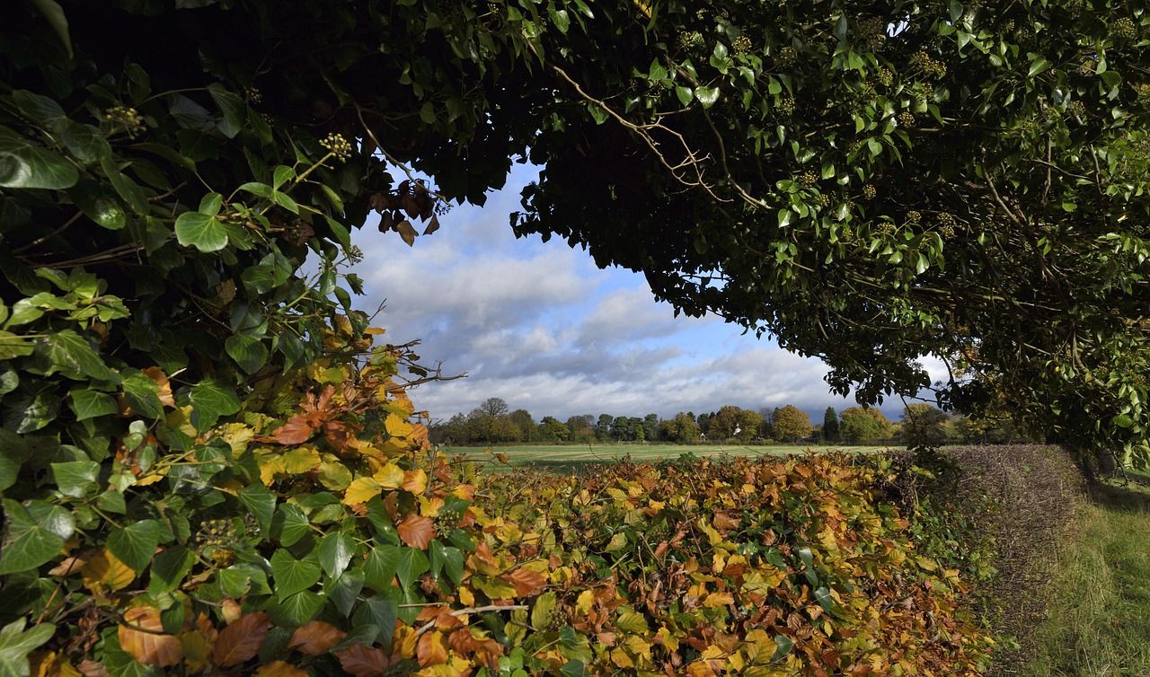 Bill introduced to Dáil seeks to protect 'significant hedgerows'