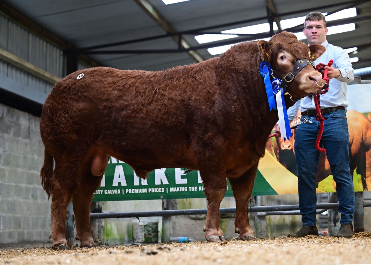 Limousin bulls average €6,500 at society sale in Roscommon