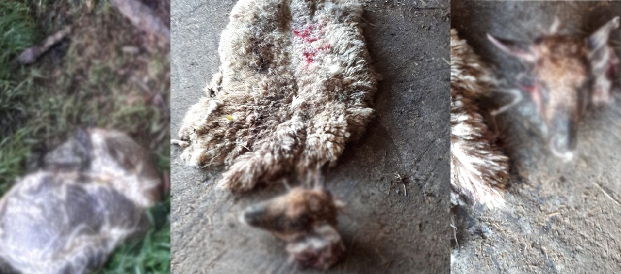 Graphic images: Ewe skinned and butchered in Co. Kildare