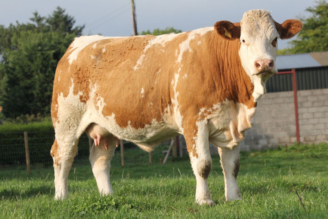 NI-bred Simmental stock are 'first choice' for Swiss and German customers
