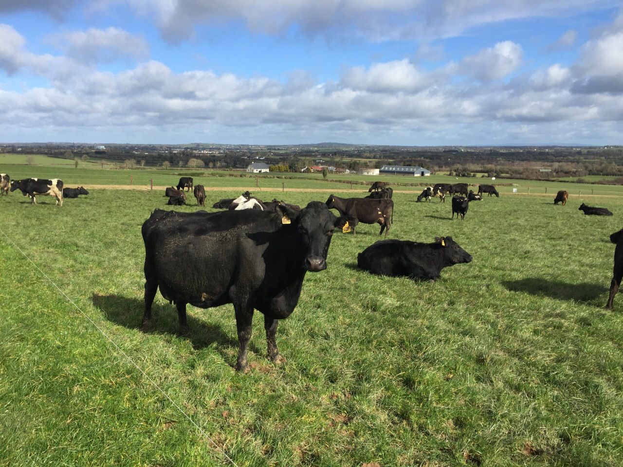 Grazing conditions improve and grass growth jumps - Teagasc