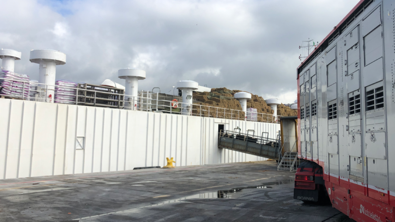 2022 cattle exports to date approaching 250,000 head