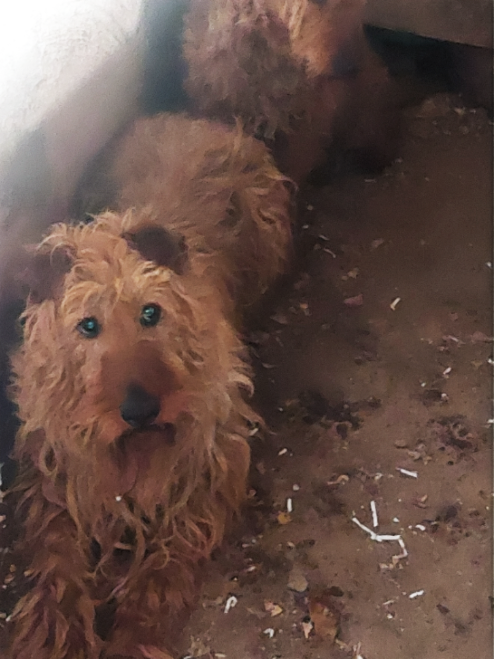 Veterinary inspector banned from keeping dogs