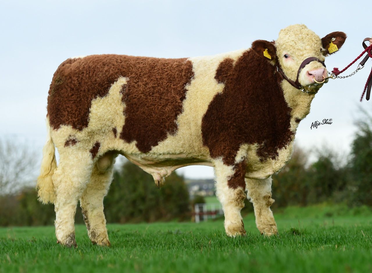 Pics - ICBF to sell 9 elite Gene Ireland bulls (€2,500 reserve)