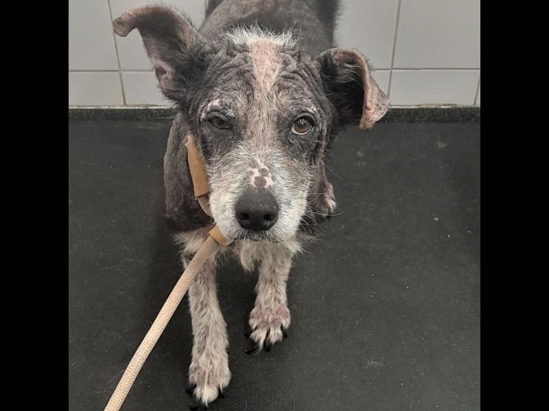 Court bans Waterford woman from owning animals for 10 years