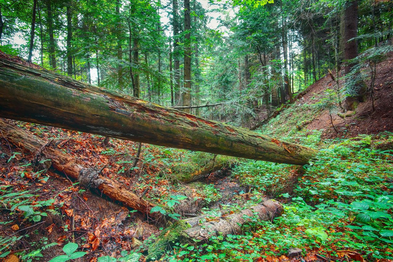 ESB increasing 'access officers' who will work with landowners on forestry - minister