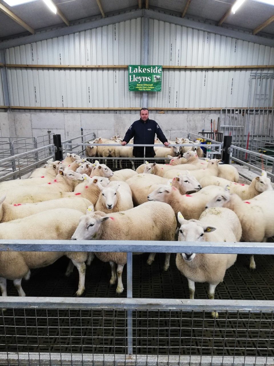 Back in focus: Breeding pedigree Llyen ewes...and alpacas