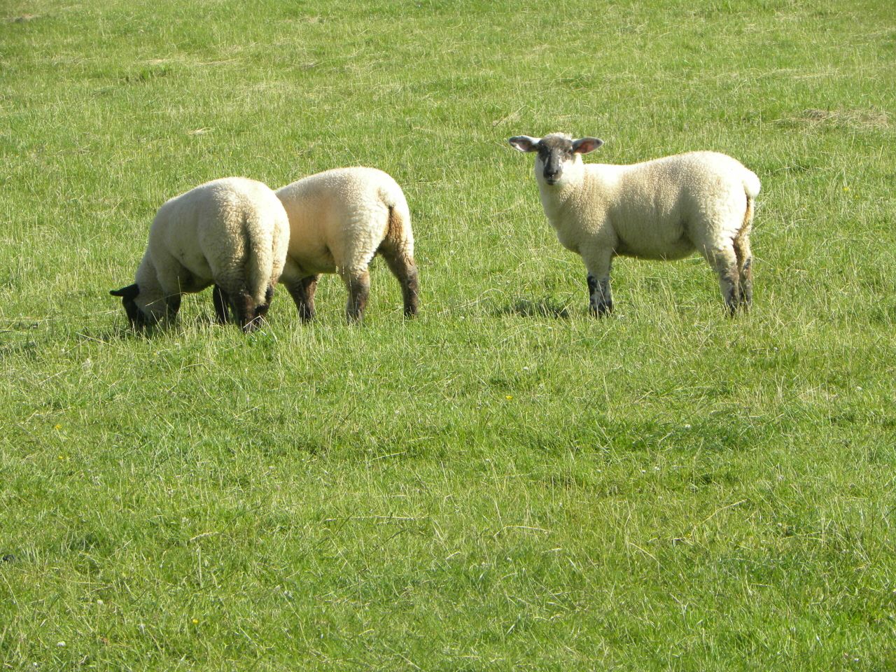 Lamb performance likely to struggle in September