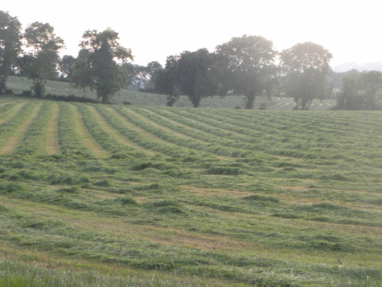 How to make the most of grass in June