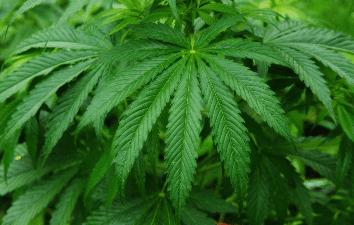 IFA open to discussion with health minister on cannabis farming