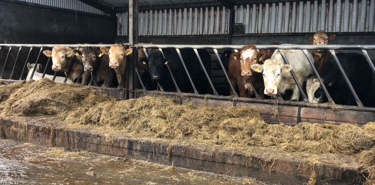 Factory quotes: Beef trade showing signs of firming up