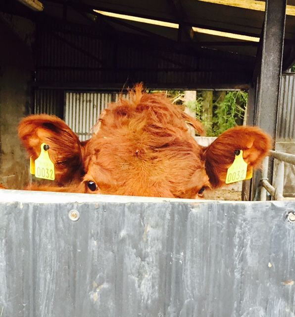 Coveney says he has no plans to make EID tagging of cattle mandatory
