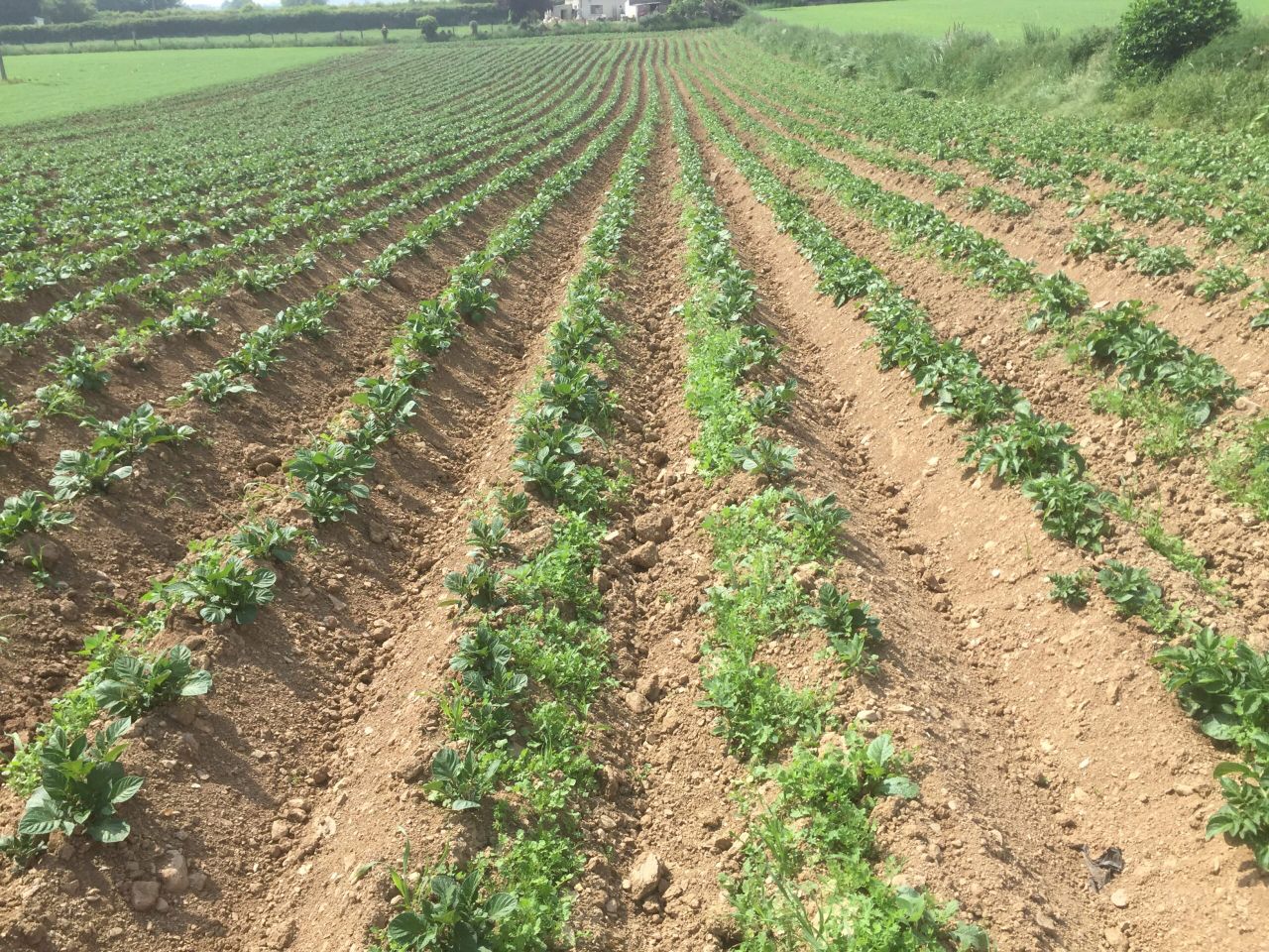 Late main crop potato harvest now on the cards