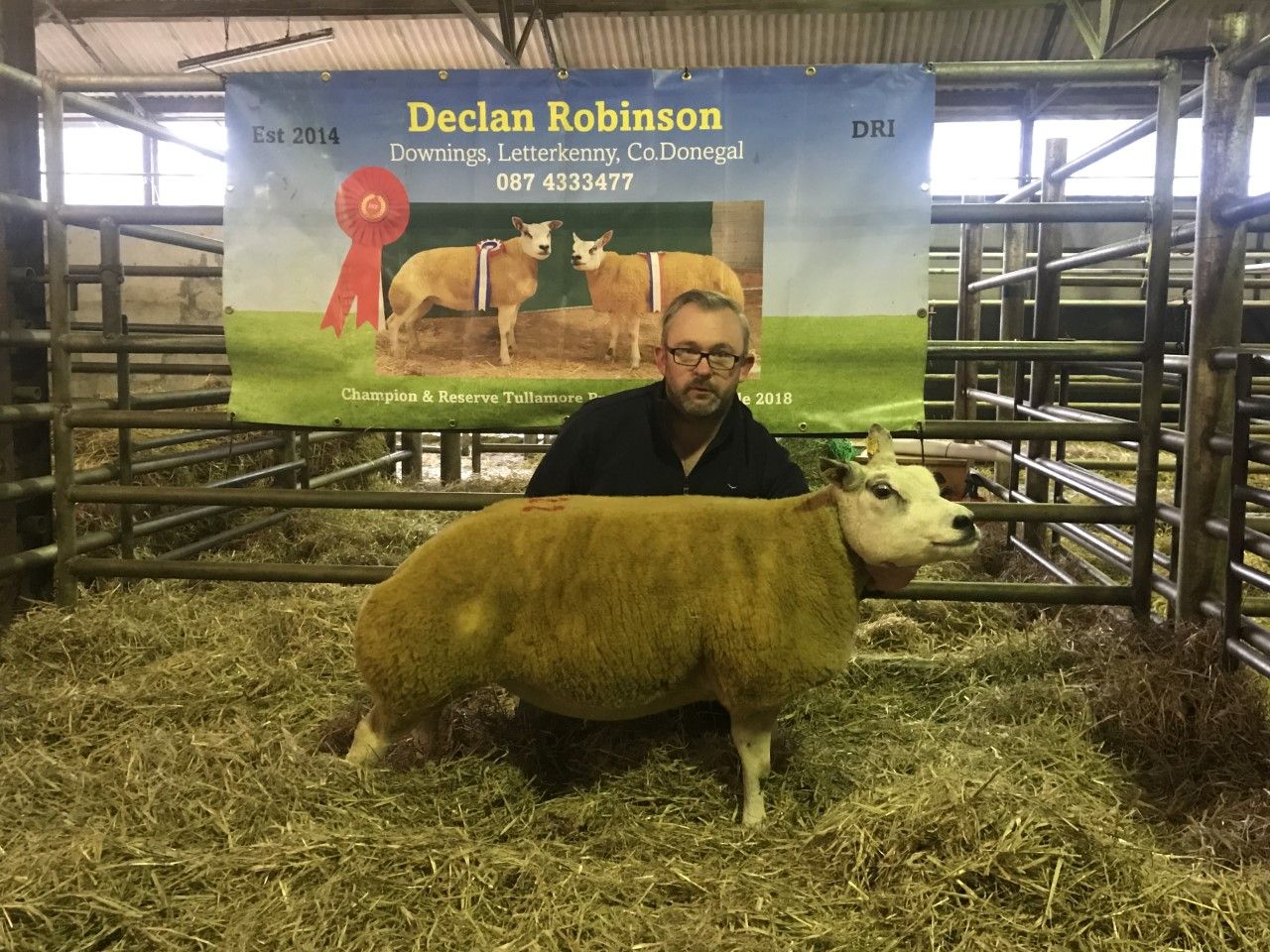 Top price of €2,500 recorded at Belgian Beltex Breeders' Society sale