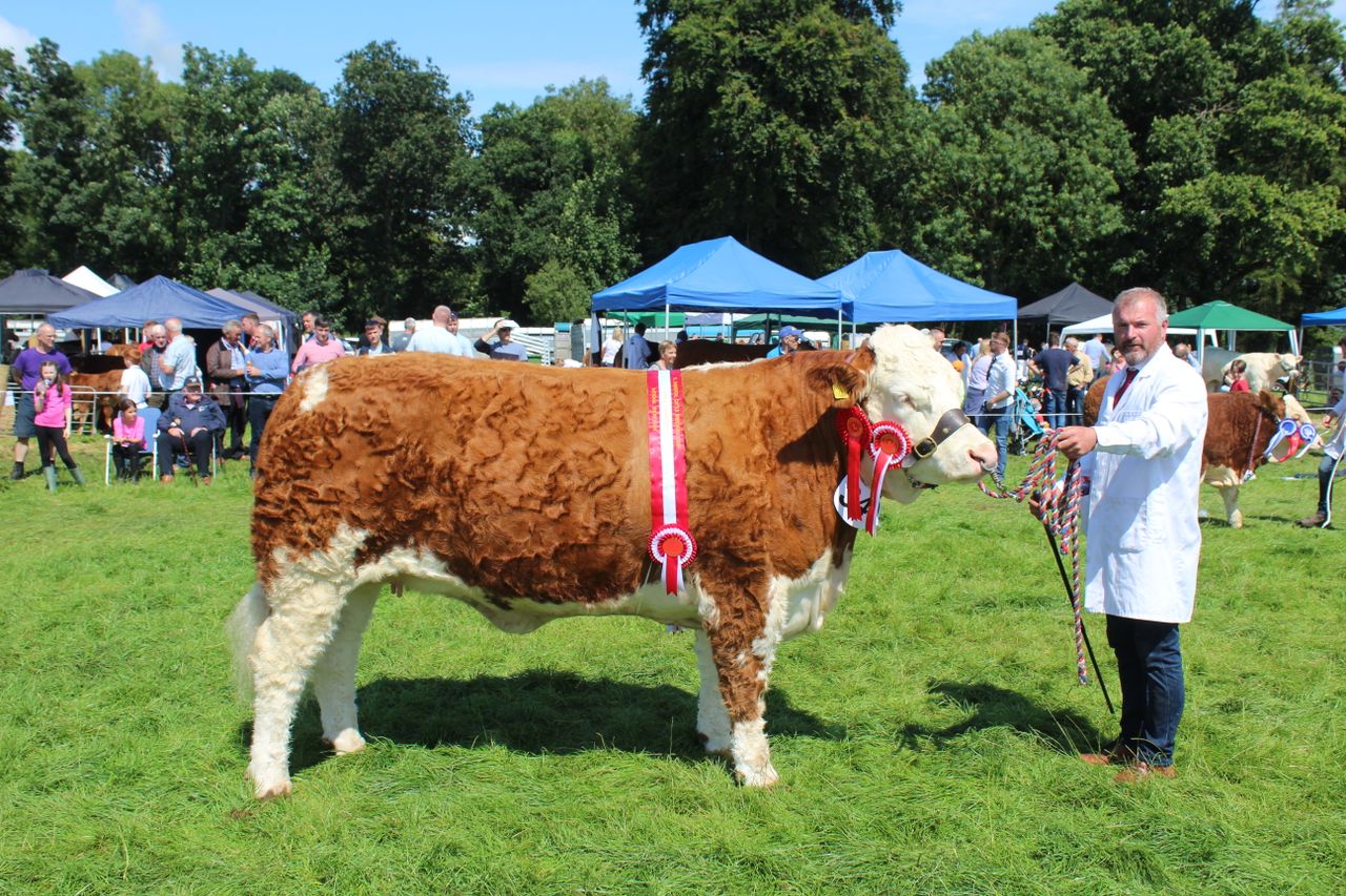 Cattle entries well up at Antrim Show 2024