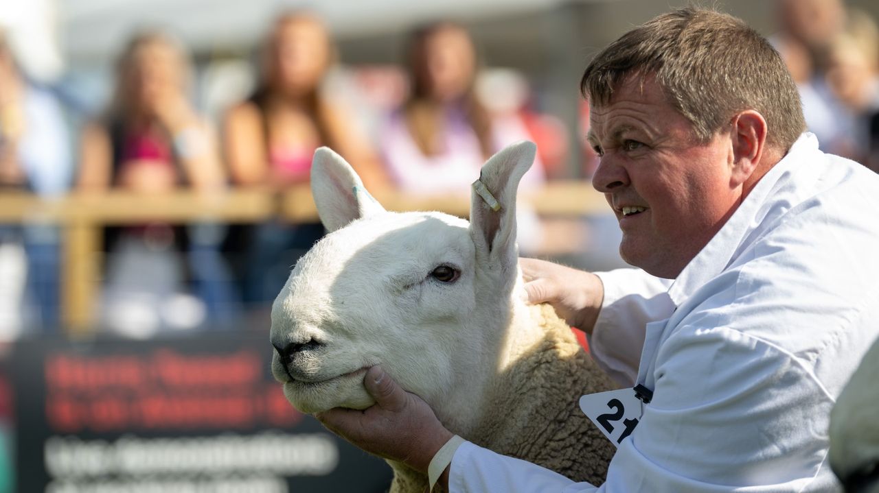 Scottish sheep semen exported to US for first time post-ban