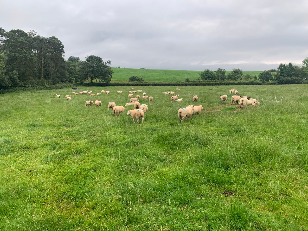Sheep kill: Throughput climbs to over 58,000 head for last week