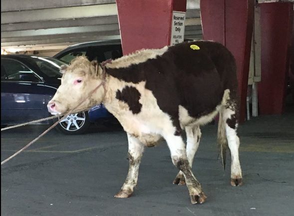 Tweets: Cow escapes abattoir - takes to the streets of New York