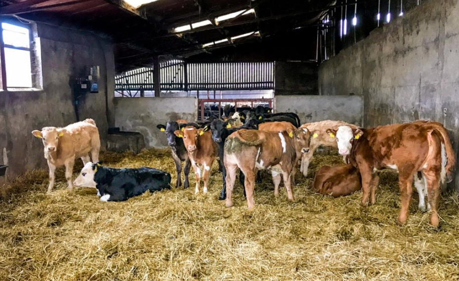Vaccinating against scour in suckler herds