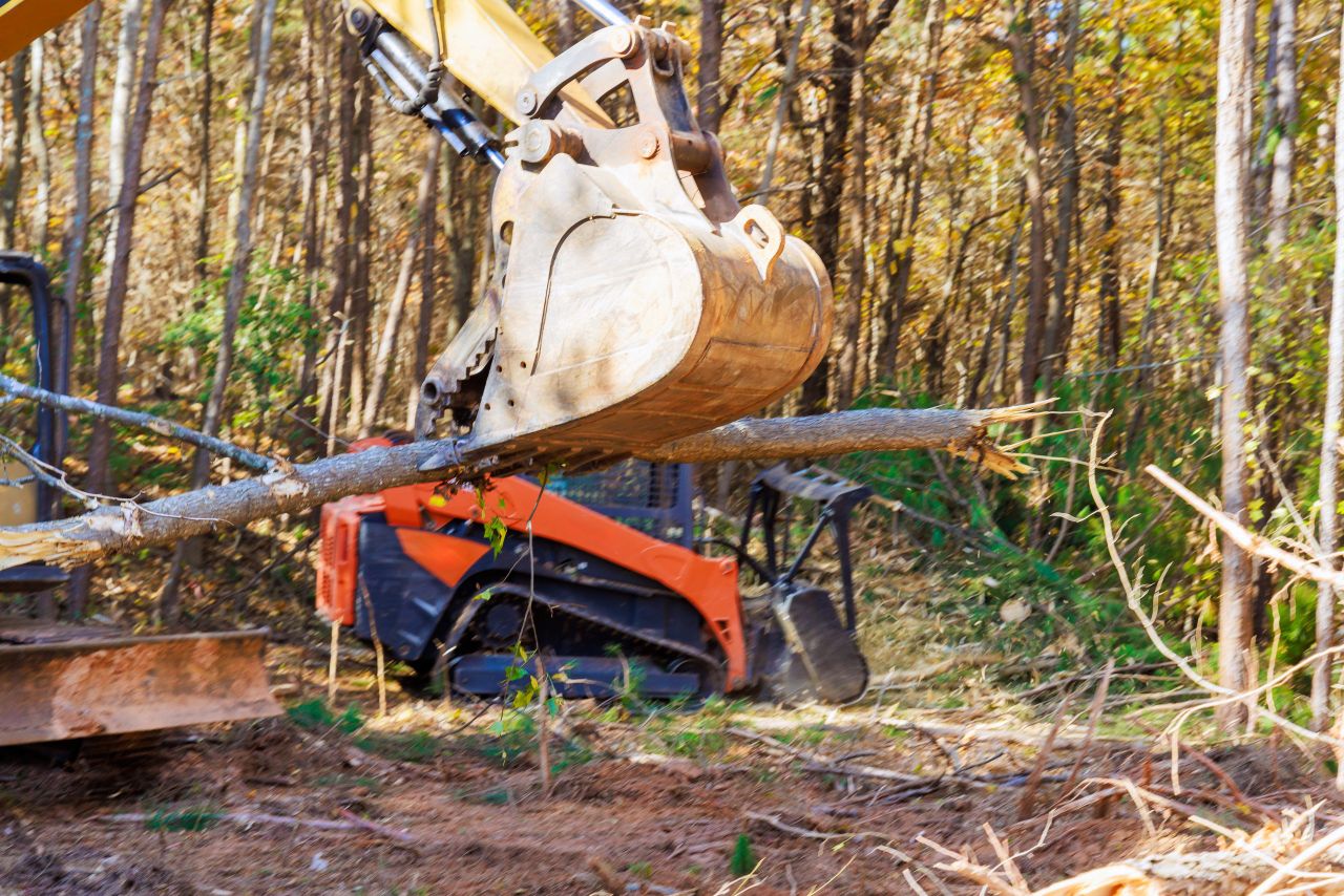 771 reports of alleged illegal felling since 2020 - minister