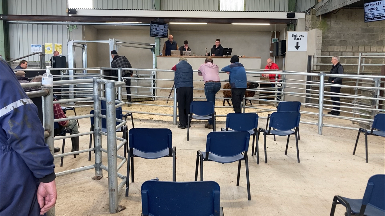 Pics and prices: Small number of spring lambs make up to €176 at Blessington