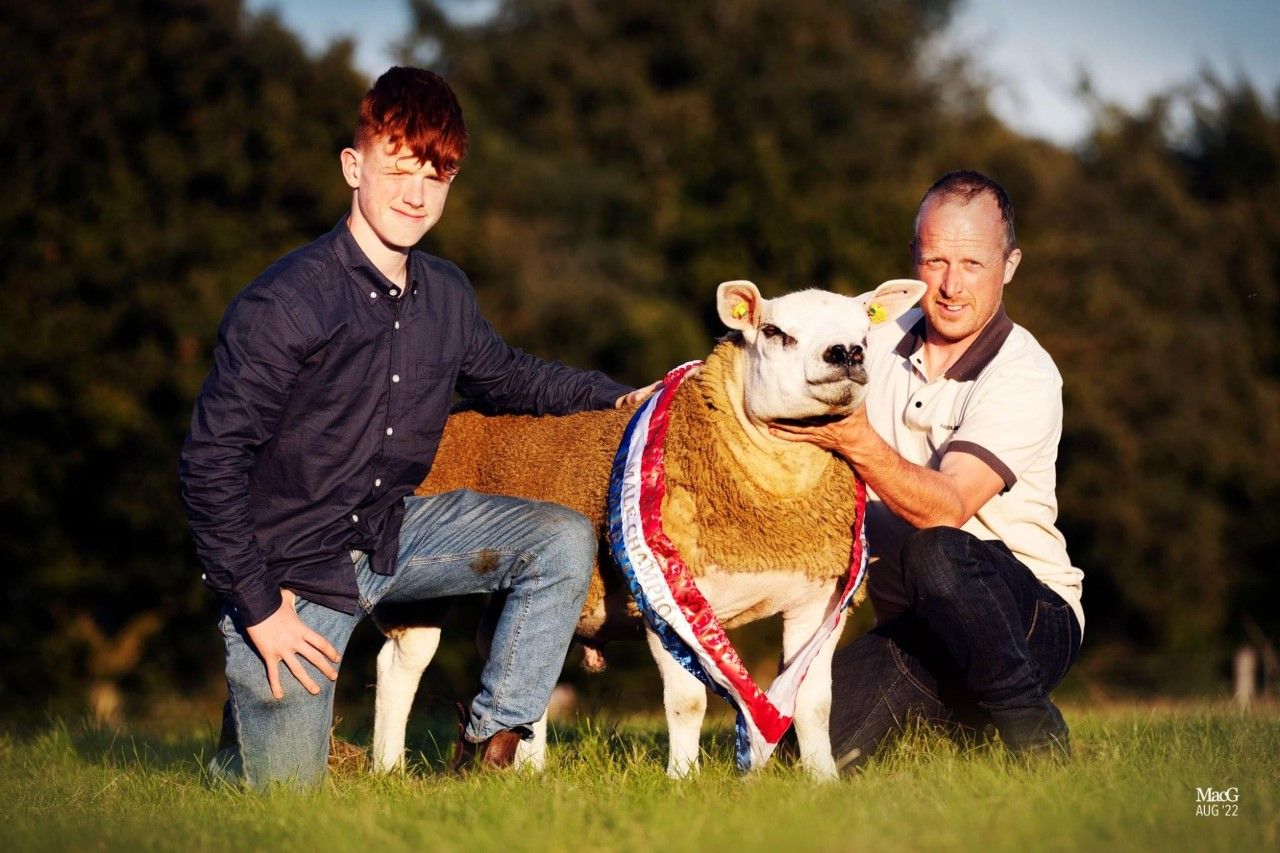 Video: €13,000 tops the Texel premier sale at Blessington