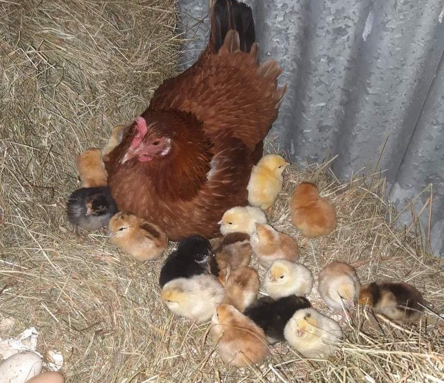 Banagher farmer's 'eggs-traordinary' hatching story