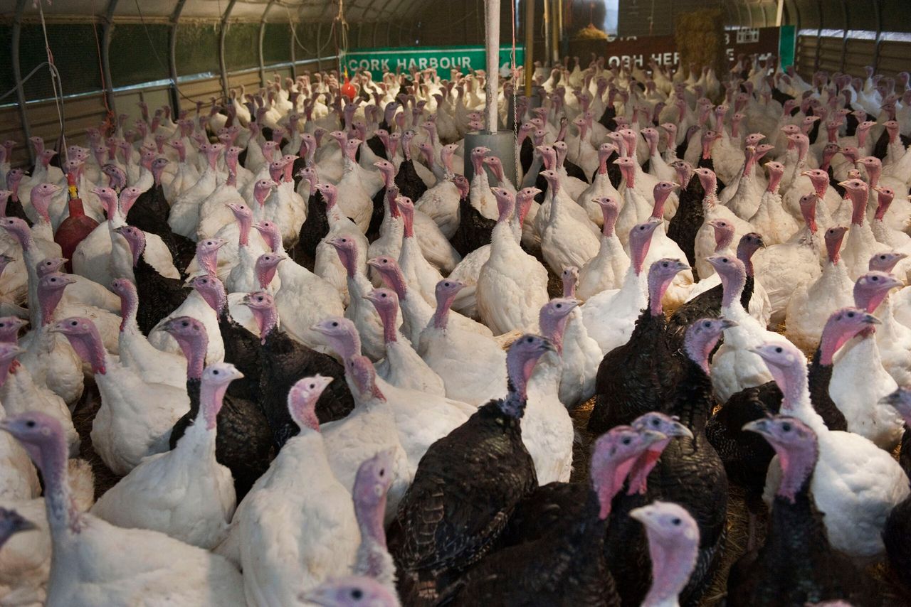 Animal rights group protests outside Dublin butchers