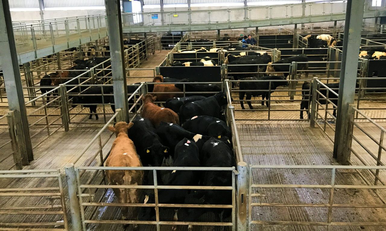 Spring trade kicks into gear as buyers source quality store lots
