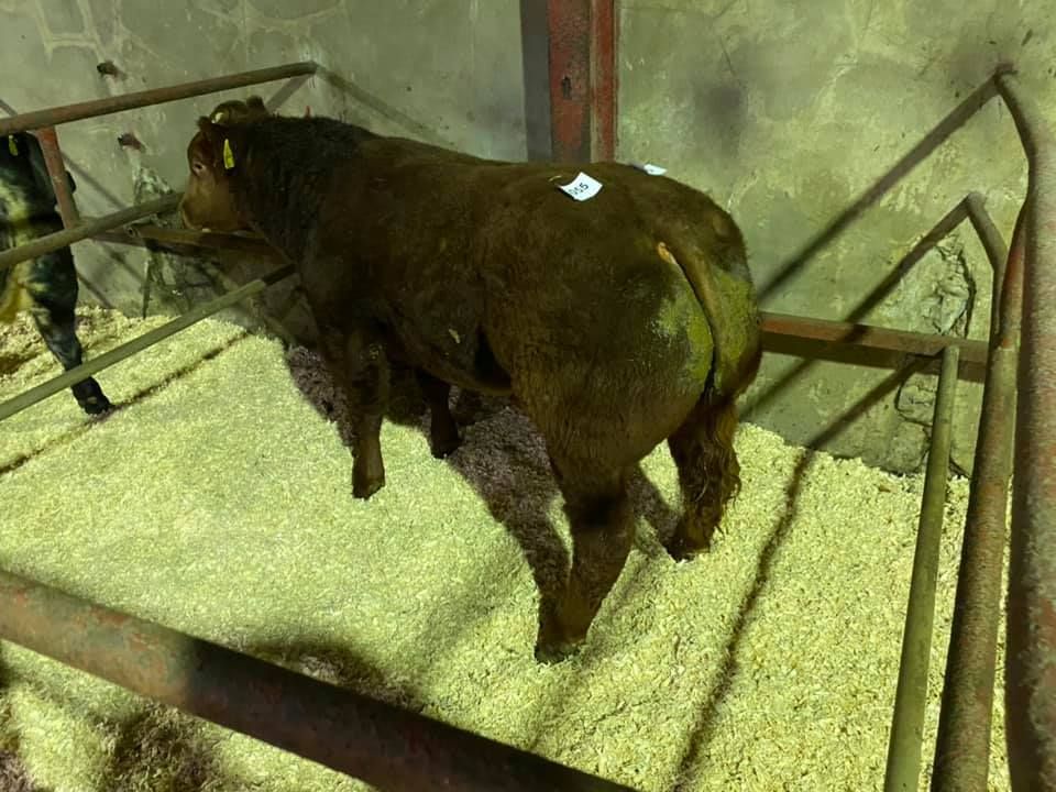 Bullock sells for €2,850 at 'Ballybay Beef Festival' sale