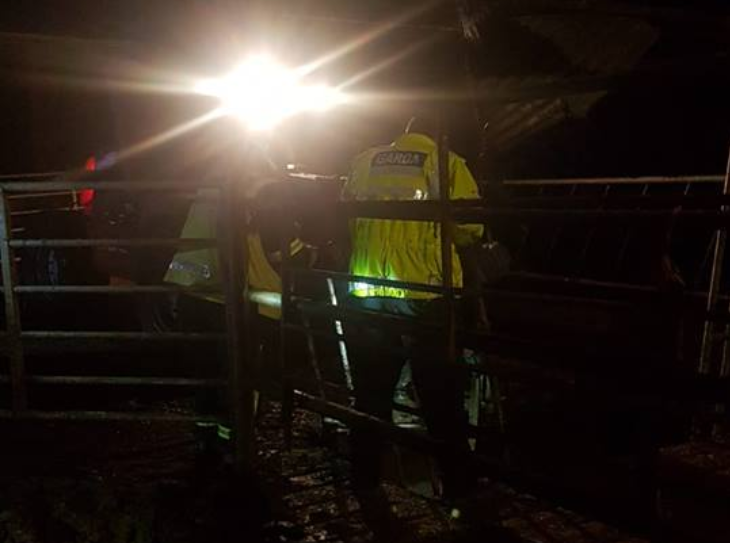 Joint emergency effort sees bullocks rescued from slurry pit