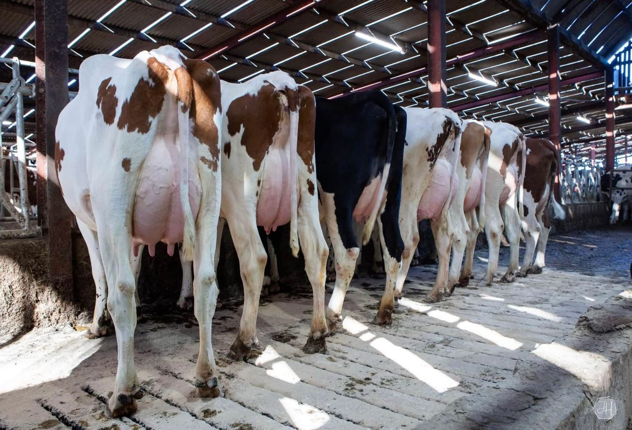 Heifers making up to £5,000 at Dungannon sale